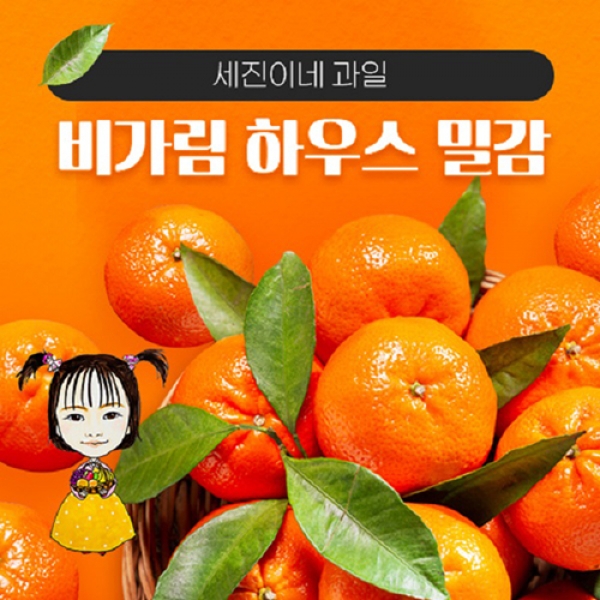 [착한가격]세진이네 과일 제주도 하우스 밀감 3kg / 5kg