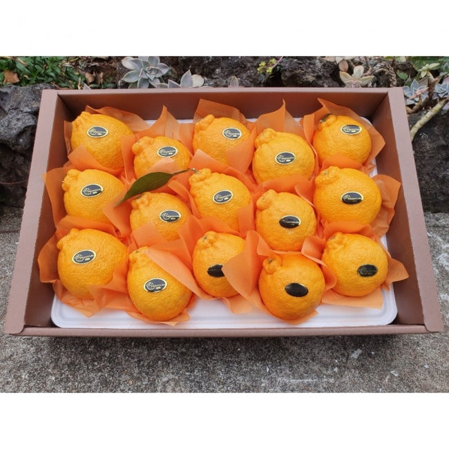 제주직송 제철 한라봉 2kg/3kg/5kg/10kg