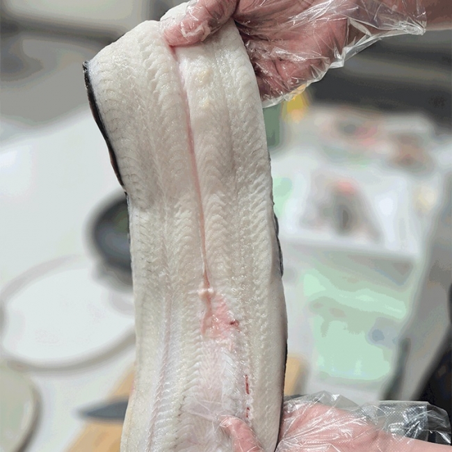 [청년농가]고창 토종 자포니카 풍천장어 450g~750g (양념2종+초생강 증정)