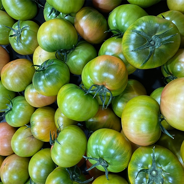 ★주말특가★ 미네랄 함유량이 많은 대저 토마토