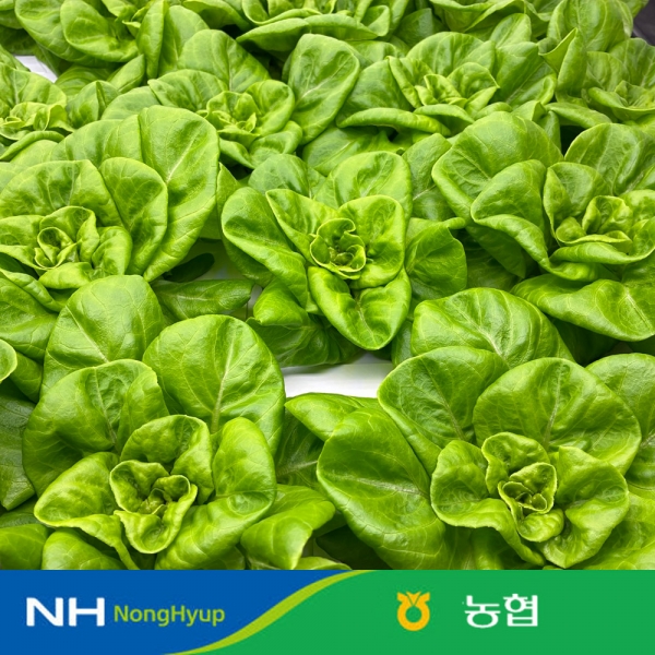 [주문폭주] 농협 샐러드 채소 믹스 유럽식 샐러드 채소1kg 4종내외 스마트팜 재배