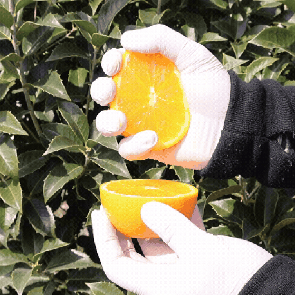 ★신선위크★ 당도선별 고당도 오렌지