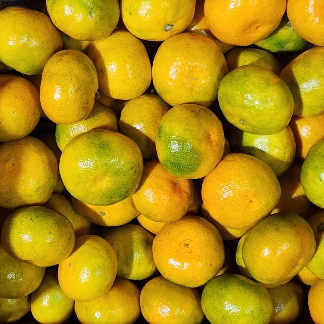 산지직배송 새콤달콤 제주 타이벡감귤 2kg/3kg/5kg/10kg