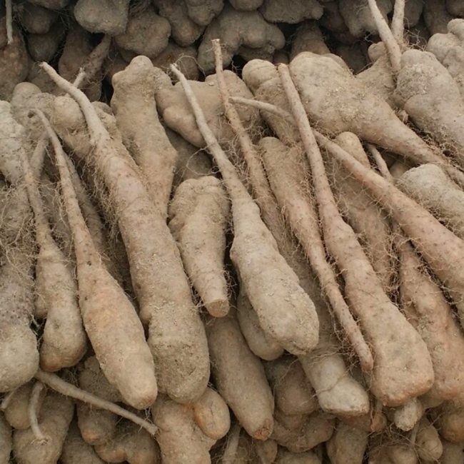 산지직배송 안동 산마/장마 1kg