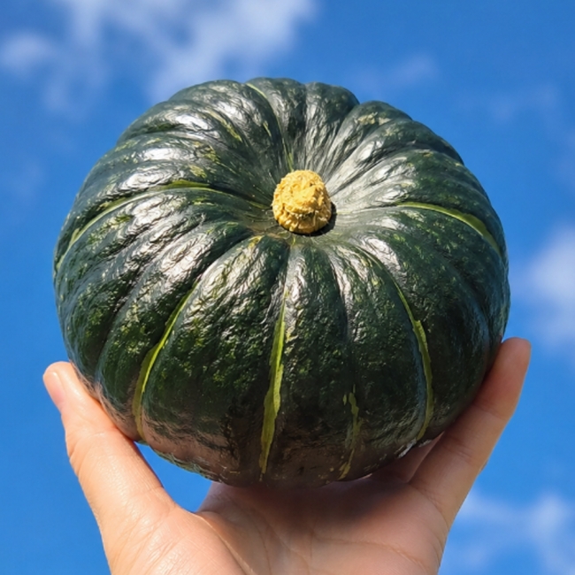 농부마음 제주 미니밤호박(보우짱) 1kg/2kg/3kg/5kg