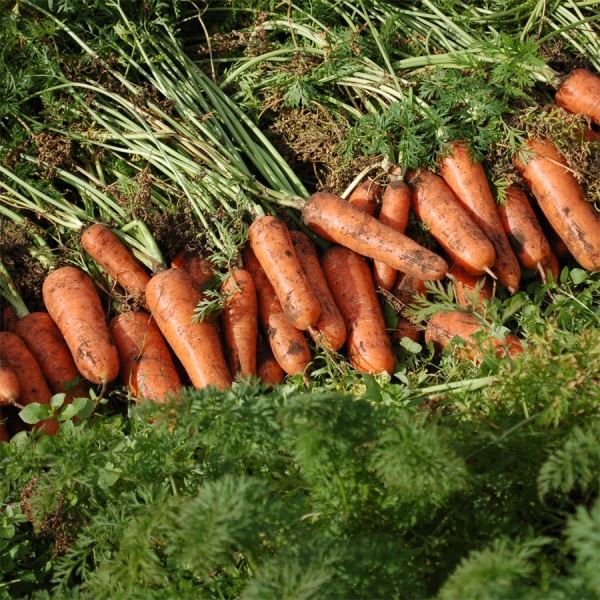 ★신선위크★ [유수담] 제주 구좌 정품 햇당근 흙당근 중 상 2kg 5kg