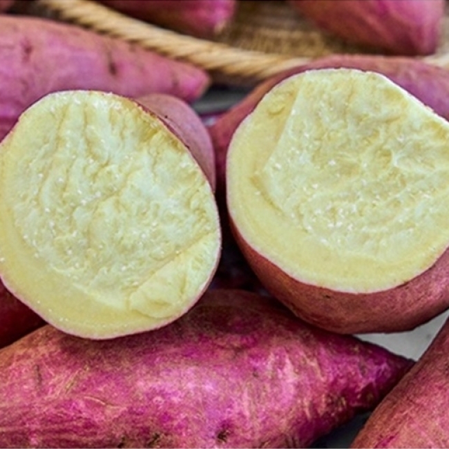 [청년농가]해남 정품 꿀밤고구마 햇고구마 3kg/5kg/10kg