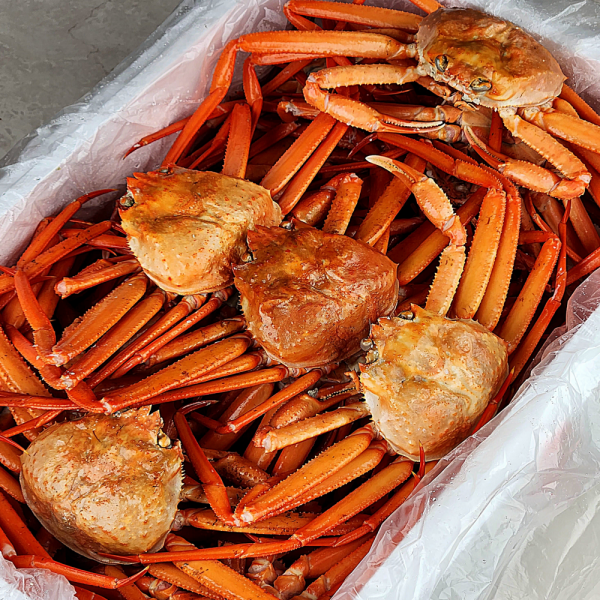 산지직송 구룡포 연지홍게 홍게제철 실속 가성비 3kg (10-12미)