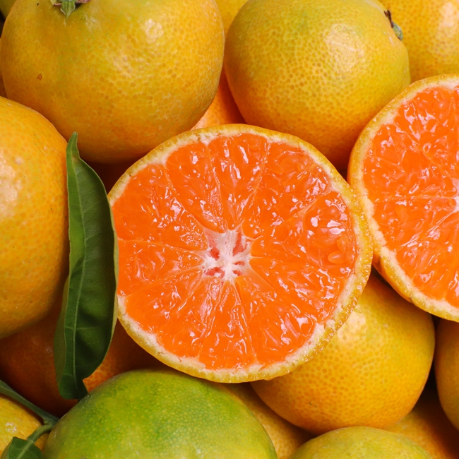 산지직배송 새콤달콤 제주 타이벡감귤 2kg/3kg/5kg/10kg