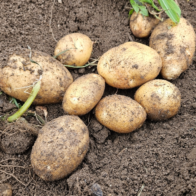 산지직배송 국내산 햇감자 1kg/3kg/5kg (중/대/특)