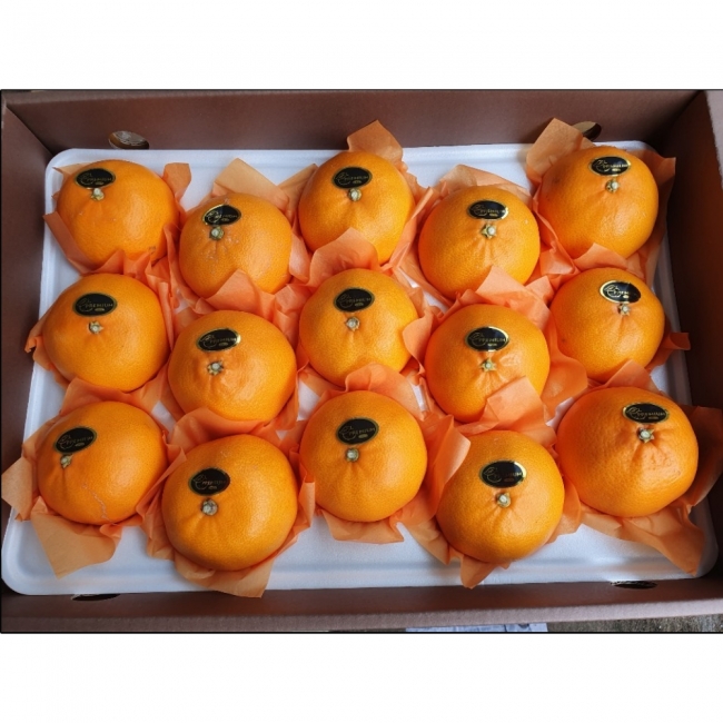 제주직송 향긋 천혜향 2kg/3kg/5kg 가정용/선물용