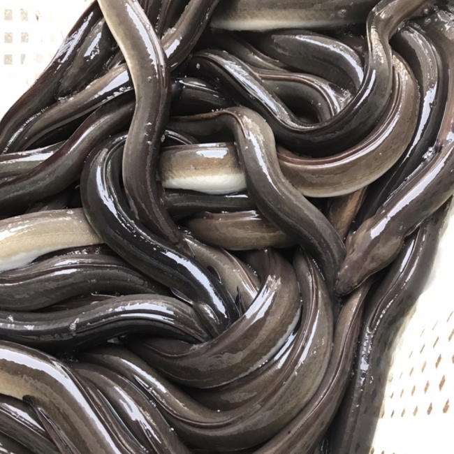 산지직배송 고창 자포니카 민물장어 1kg (손질후 700g)