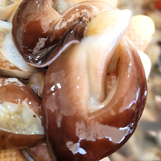 산지직배송 여수 검정새조개 200g