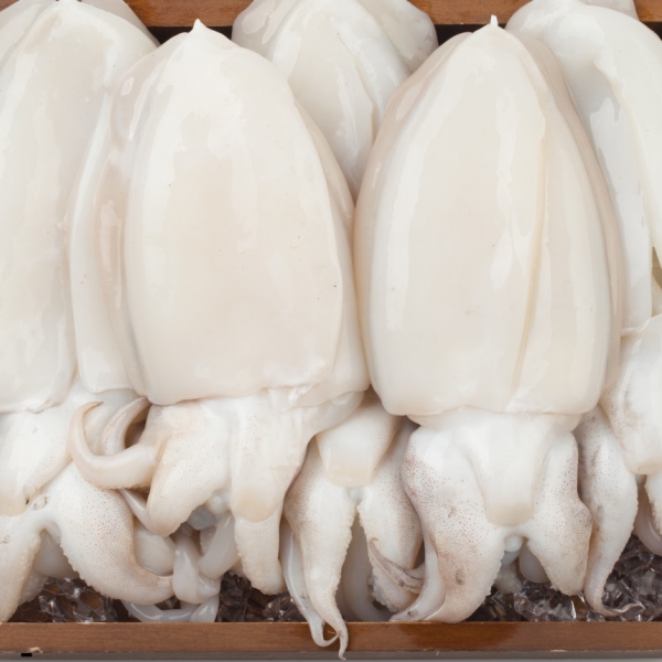 손질 갑오징어 급냉 800g 2-3마리내외 대사이즈