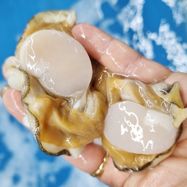 ★신선위크★ 당일 조업 당일 발송 국내산 손질 키조개 1kg