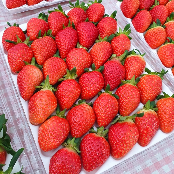 산지직배송 논산 설향딸기 700g