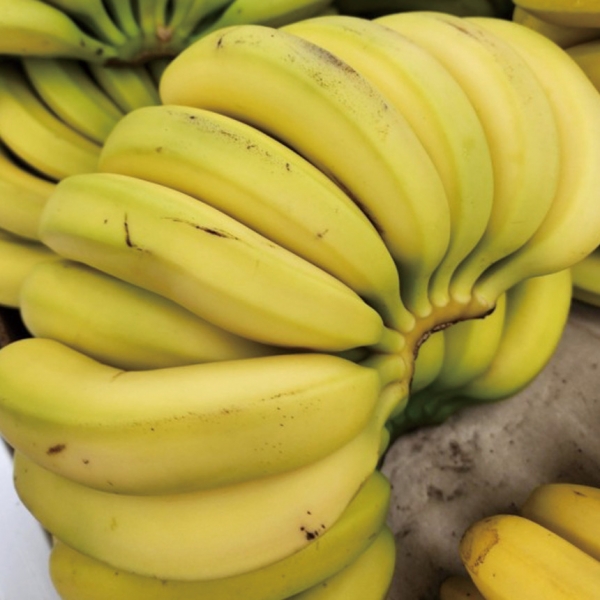 ★주말특가★ [명일] 수입산 고당도 바나나 정품 정발 1송이 2송이 3송이