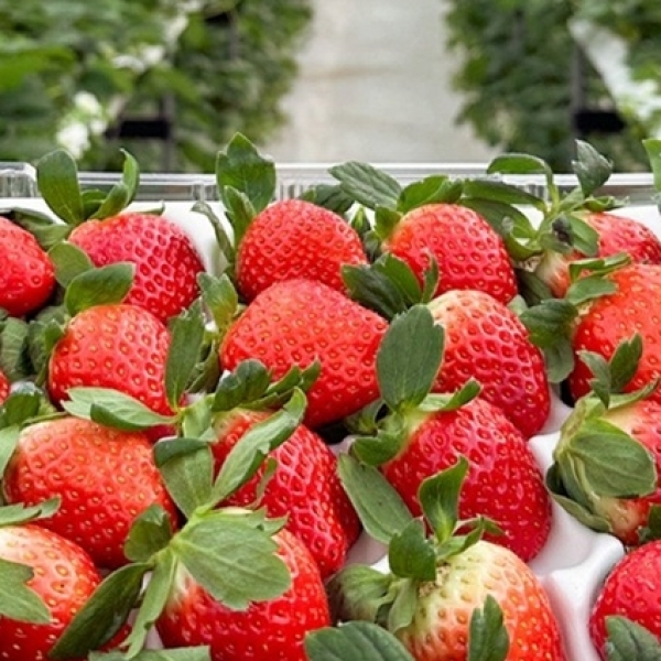 [청년농가]프리미엄 논산 설향딸기 특품 350g/700