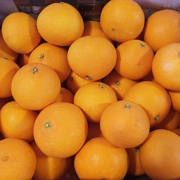 산지직배송 고당도 프리미엄 황금향 2kg/3kg/5kg