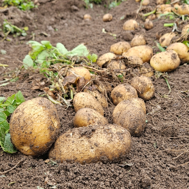 산지직배송 국내산 햇감자 1kg/3kg/5kg (중/대/특)