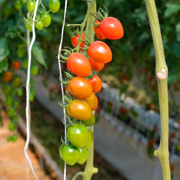 ★신선위크★ [유수담] 신선한 국내산 대추방울토마토 2kg 5kg