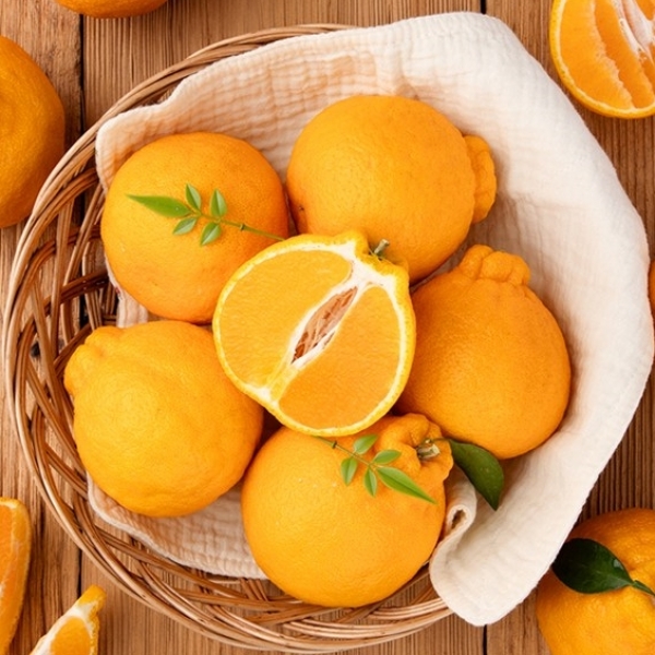 [청년농가]제주직송 당일수확 한라봉(가정용) 1.5kg/2.5kg/4.5kg