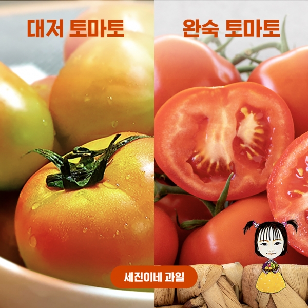 [착한가격]세진이네 과일 완숙 토마토