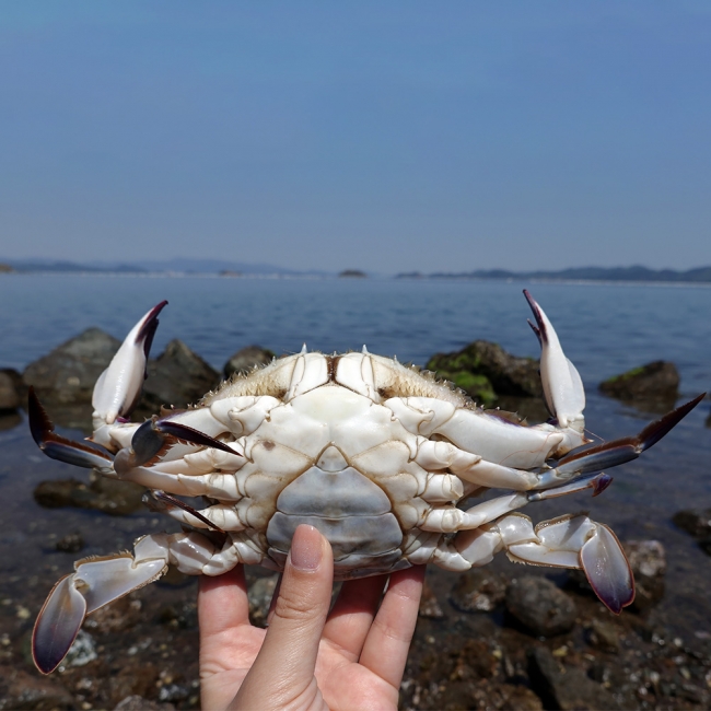 산지직배송 국내산 활 암꽃게 1kg 4-6미