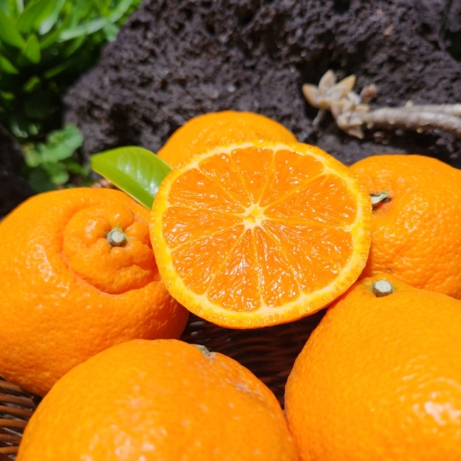 제주직송 제철 카라향 2kg/3kg/5kg/10kg