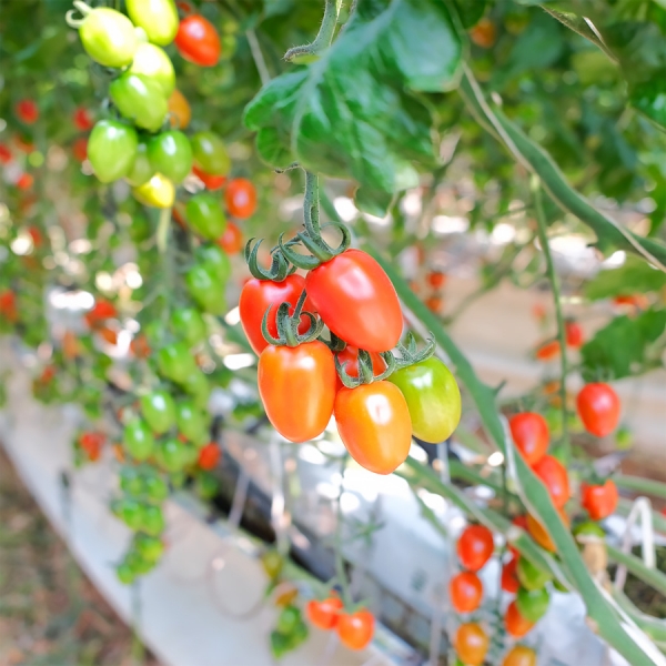 ★신선위크★ [유수담] 신선한 국내산 대추방울토마토 2kg 5kg