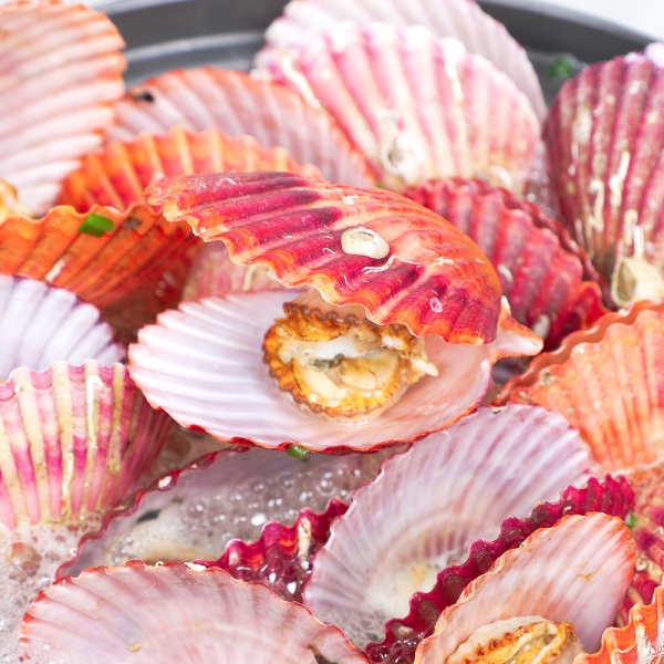 ★주말특가★ [아침애딴] 당일조업 산지직송 통영 홍가리비 1kg(20미 내외) 3kg