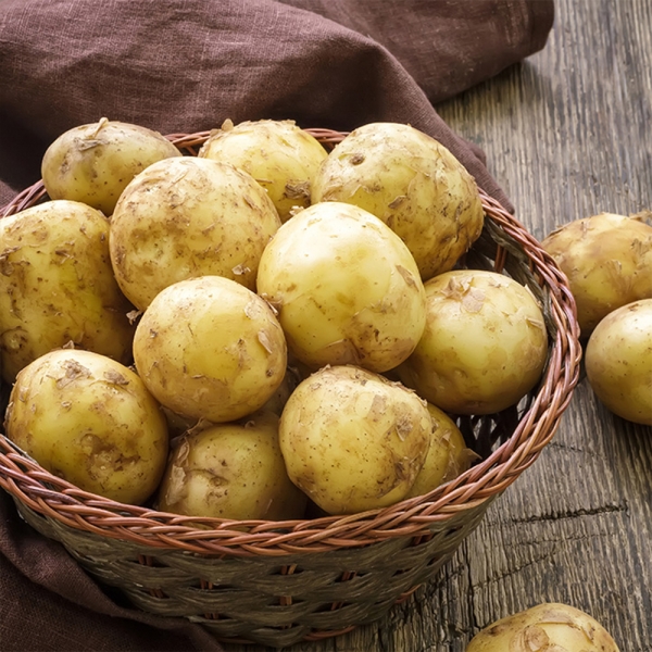 감자 포슬포슬 국산 감자 수미감자 햇감자