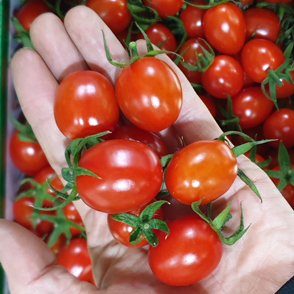 ★신선위크★ [이가네과일야채]대추방울토마토 1kg, 2kg 내외