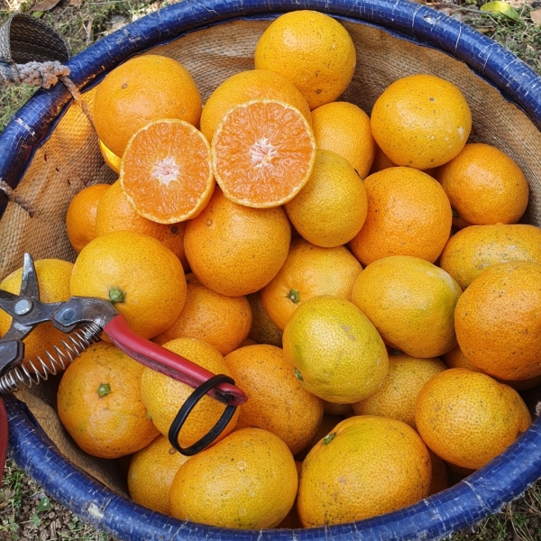 ★타임세일★ 제주직송 조생 노지귤 3kg/5kg/10kg (S,M,L혼합) / 박스포함무게