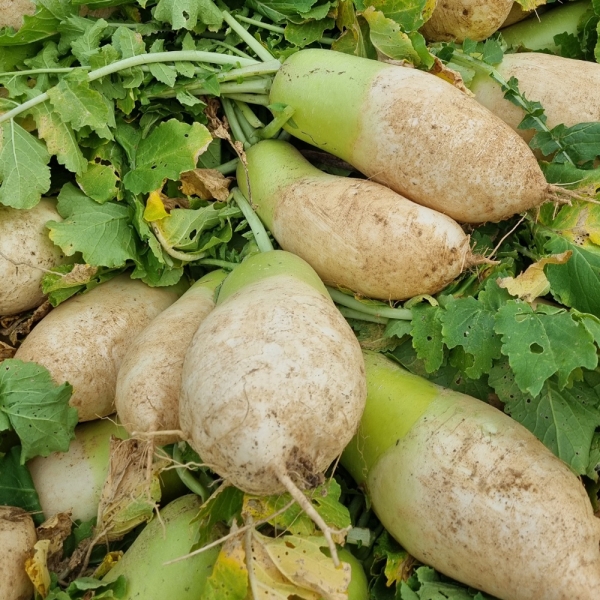 산지직배송 강원도 고랭지 무 6수 내외