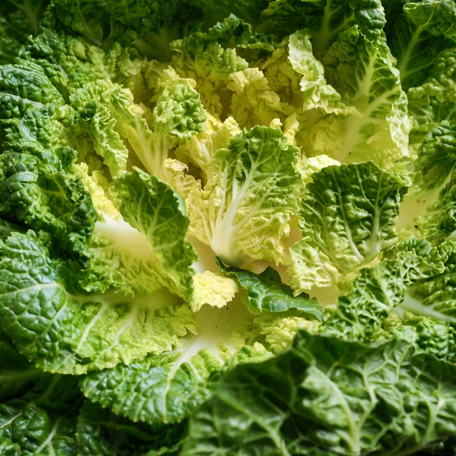 산지직배송 국내산 제철 봄동 1kg/2kg/3kg/5kg/10kg