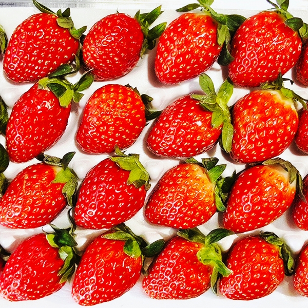 산지직배송 고령 설향딸기 700g