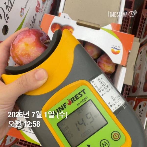 ★신선위크★(농할) [1일1과]고당도 새콤달콤 김천 자두 왕특/특자