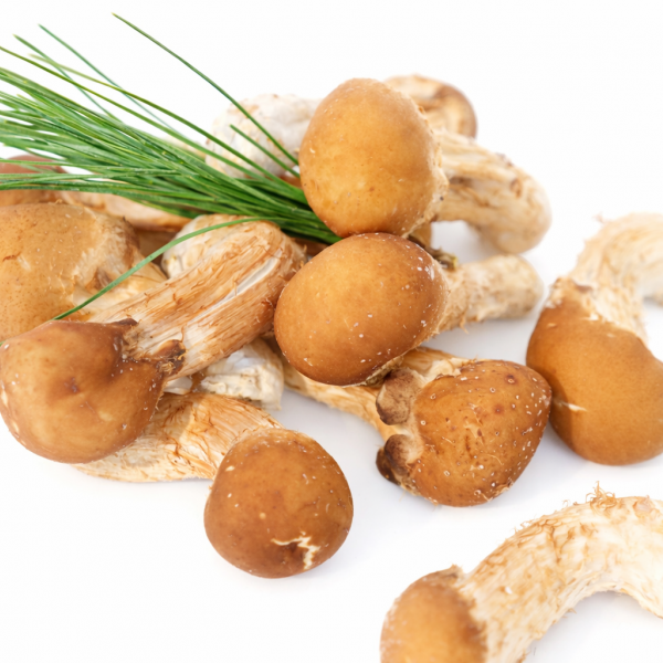 ★주말특가★ [무농약/소량생산 프리미엄 버섯] 참송이버섯 [가정용 1kg/특품선물용 500g]