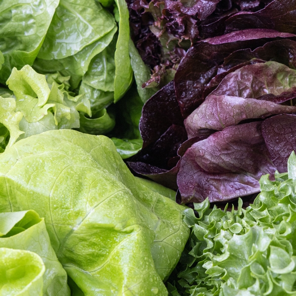 ★주말특가★ [아침애딴] 당일수확 유러피안 쌈채소 샐러드 3종 혼합 800g 1kg