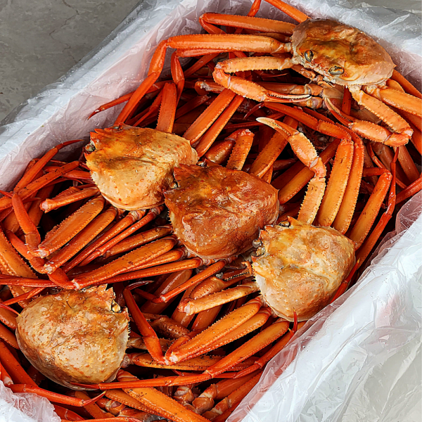 ★주말특가★ 산지직송 구룡포 연지홍게 홍게제철 실속 가성비 3kg (10-12미)