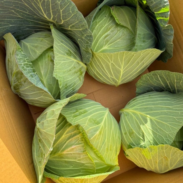 ★주말특가★ [명일] 국내산 햇 양배추 원물 1통당 2kg 내외(겉잎 제거x)