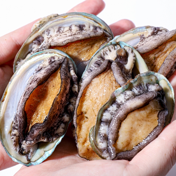 산지직배송 활전복 1kg 대/특대 사이즈