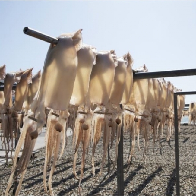 [산앤들]산지직송 반건조 오징어 5미250g/350g450g/550g