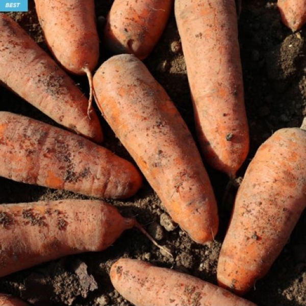 ★신선위크★ [햇당근] 신선한 햇당근_흙당근 [2kg-3kg]