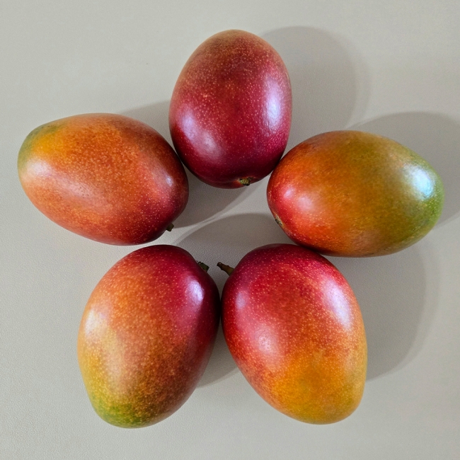 신선직송 애플망고 1kg/2kg/4kg