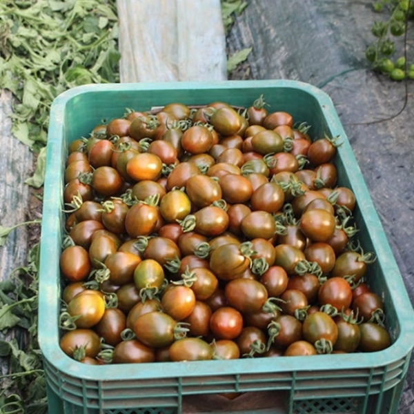 산지직송 흑대추방울토마토 1kg/2kg