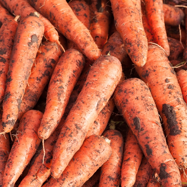 농부마음 제주 정품 구좌당근 5kg/10kg