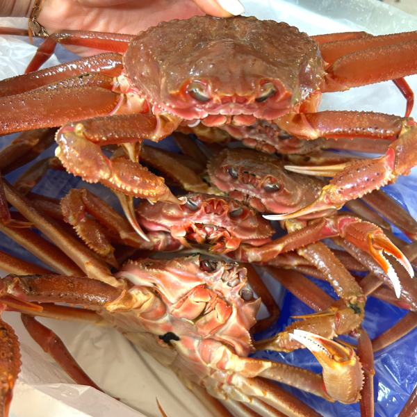 구룡포 활 연안대게 국산대게 3~5미 생물배송