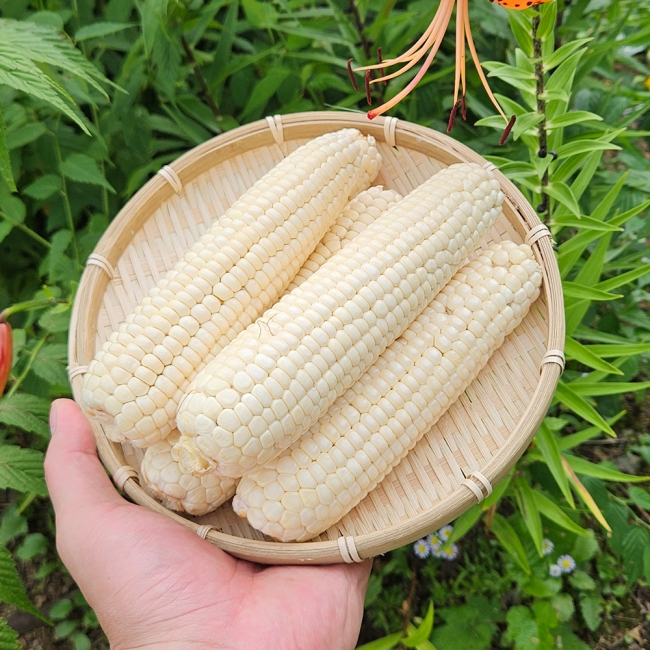 산지직배송 국내산 미백 찰옥수수 특품